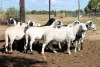 10X MEATMASTER EWE (Pay per Animal to take all in lot) - 2