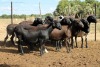 8X MEATMASTER EWE (Pay per Animal to take all in lot) - 2