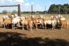 15X MEATMASTER EWE (Pay per Animal to take all in lot)