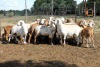 15X MEATMASTER EWE (Pay per Animal to take all in lot) - 2