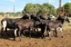 8X MEATMASTER EWE (Pay per Animal to take all in lot) - 2