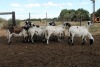 8X MEATMASTER EWE (Pay per Animal to take all in lot) - 2