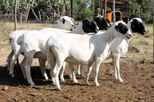 5X VAN ROOY KRUIS MEATMASTER EWE (Pay per Animal to take all in lot)