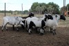 8X MEATMASTER EWE (Pay per Animal to take all in lot) - 2