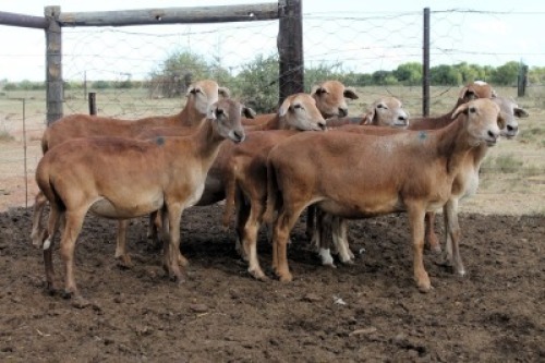8X MEATMASTER EWE (Pay per Animal to take all in lot)