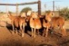 8X MEATMASTER EWE (Pay per Animal to take all in lot) - 2