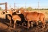 8X MEATMASTER EWE (Pay per Animal to take all in lot) - 2