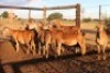 8X MEATMASTER EWE (Pay per Animal to take all in lot) - 2