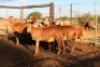 8X MEATMASTER EWE (Pay per Animal to take all in lot) - 2