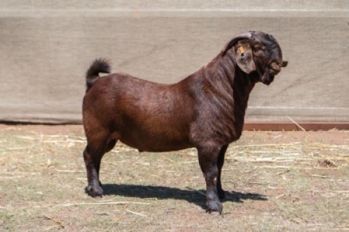 1X KALAHARI RED STUD 21-274 BUCK RATELPOST KALAHARI REDS