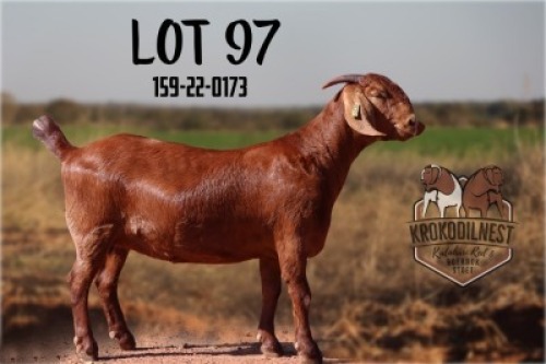 1X KALAHARI RED STUD 48-138 DOE KROKODILNEST