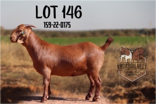 1X KALAHARI RED FLOCK 48-139 DOE KROKODILNEST