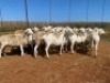 20X OOI/EWE Wit (Betaal per stuk om lot te neem) - 2