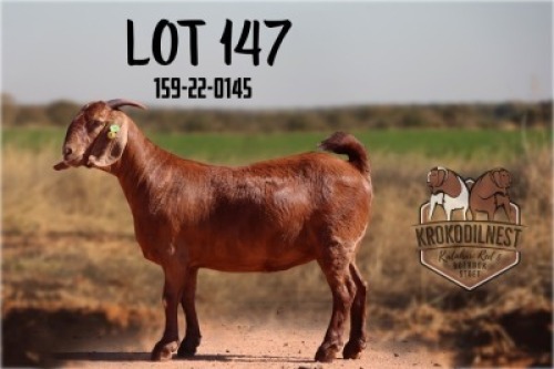 1X KALAHARI RED FLOCK 48-121 DOE KROKODILNEST