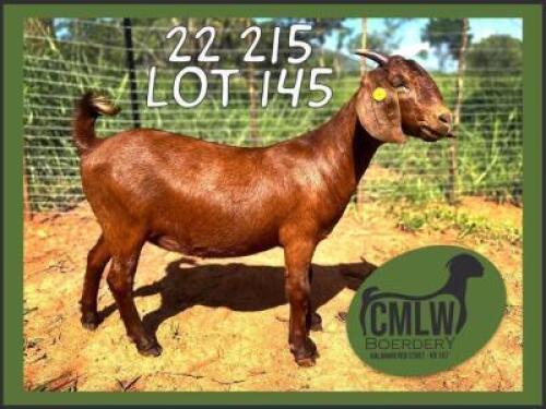 WITHDRAWN - 1X KALAHARI RED DOE CMLW BOERDERY