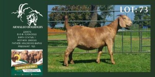 WITHDRAWN - 1X KALAHARI RED PREGNANT DOE Armaleo Boerdery