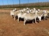 20X OOI/EWE Wit (Betaal per stuk om lot te neem) - 3