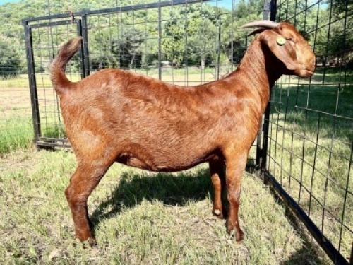 1X KALAHARI RED FLOCK 17-021 DOE VANDERGOAT STUD