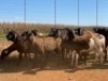 20X OOI/EWE Swart (Betaal per stuk om lot te neem) - 2