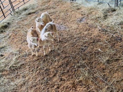 LOT 46&nbsp;- 3&nbsp;X&nbsp; (F)&nbsp; SHEEP X&nbsp; LANIE KRUGER&nbsp; (PER STUK OM LOT TE NEEM/PER PIECE TO TAKE THE LOT)