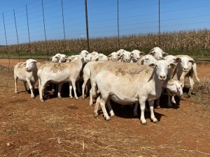 20X OOI/EWE WITH 2 LAMBS Wit (Betaal per stuk om lot te neem)