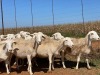 20X OOI/EWE WITH 2 LAMBS Wit (Betaal per stuk om lot te neem) - 2