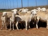 20X OOI/EWE WITH 2 LAMBS Wit (Betaal per stuk om lot te neem) - 3