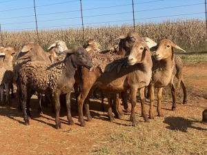 20X OOI/EWE WITH 1 LAMB Bruin (Betaal per stuk om lot te neem)