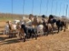 25X OOI/EWE WITH 5 LAMBS Ooie wat swaar dragtig is (Betaal per stuk om lot te neem)
