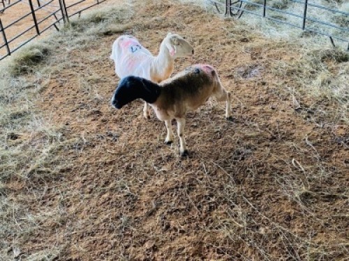 LOT 47&nbsp;- 2&nbsp;X&nbsp; (F)&nbsp; WIT DORPER SHEEP X&nbsp; LANIE KRUGER&nbsp; (PER STUK OM LOT TE NEEM/PER PIECE TO TAKE THE LOT)