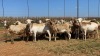 20X OOI/EWE WITH 1 LAMB Bont Bruin (Betaal per stuk om lot te neem) - 2