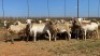 20X OOI/EWE WITH 1 LAMB Bont Bruin (Betaal per stuk om lot te neem) - 2