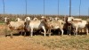 20X OOI/EWE WITH 1 LAMB Bont Bruin (Betaal per stuk om lot te neem) - 3