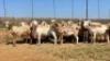 20X OOI/EWE WITH 1 LAMB Bont Bruin (Betaal per stuk om lot te neem) - 3
