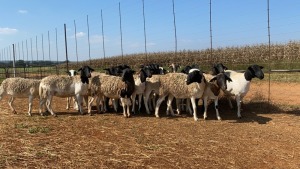 20X OOI/EWE Wit & Swart (Betaal per stuk om lot te neem)