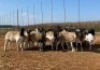 20X OOI/EWE Wit & Swart (Betaal per stuk om lot te neem) - 2