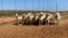 20X OOI/EWE WITH 3 LAMBS Bont Bruin (Betaal per stuk om lot te neem)