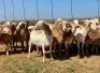20X OOI/EWE WITH 1 LAMB Bont Bruin (Betaal per stuk om lot te neem) - 2