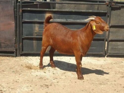 1X KALAHARI RED FLOCK DOE NIEUBADEN KALAHARI REDS