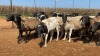 20X OOI/EWE Wit & Swart (Betaal per stuk om lot te neem) - 2