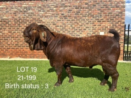 1X KALAHARI RED FLOCK 21-973 BUCK WILLIE PELSER