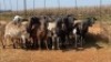 20X OOI/EWE Wit & Swart (Betaal per stuk om lot te neem) - 2