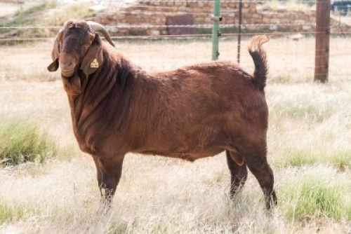 WITHDRAWN - 1X KALAHARI RED BUCK CC Inc