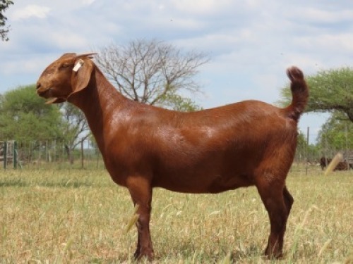 1X KALAHARI RED FLOCK 21-967 DOE FIELIE DU TOIT KR STOET