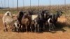 20X OOI/EWE Wit & Swart (Betaal per stuk om lot te neem) - 3