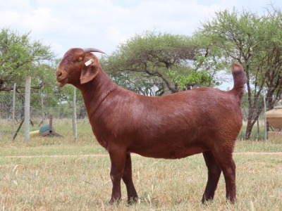 1X KALAHARI RED STUD 21-279 DOE FIELIE DU TOIT KR STOET