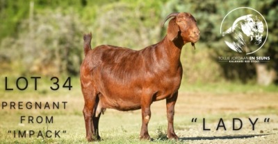 1X KALAHARI RED STUD 21-086 DOE TOLLIE JORDAAN EN SEUNS