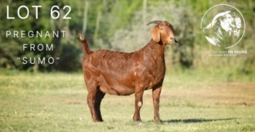 1X KALAHARI RED STUD 21-090 DOE TOLLIE JORDAAN EN SEUNS