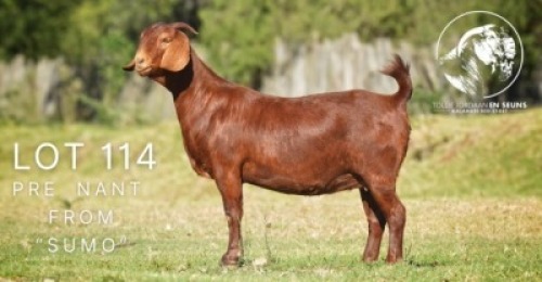 1X KALAHARI RED STUD 21-038 DOE TOLLIE JORDAAN EN SEUNS