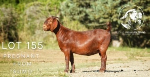 1X KALAHARI RED FLOCK 21-976 DOE TOLLIE JORDAAN EN SEUNS